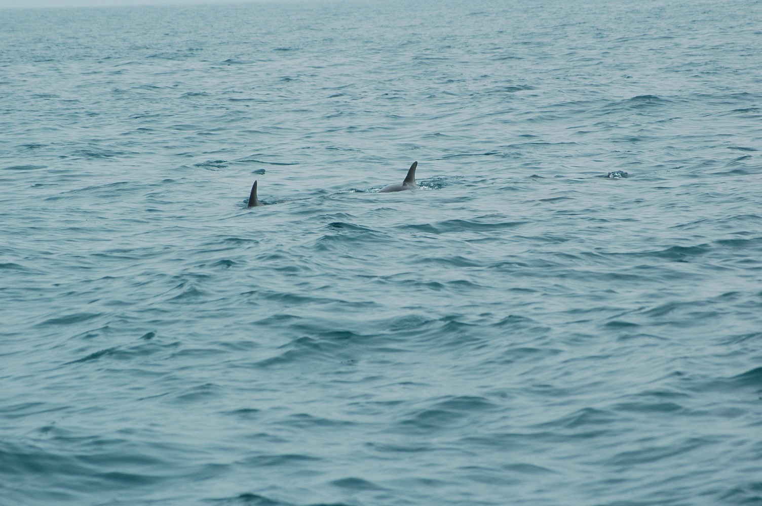 182   30 01   Kaikoura